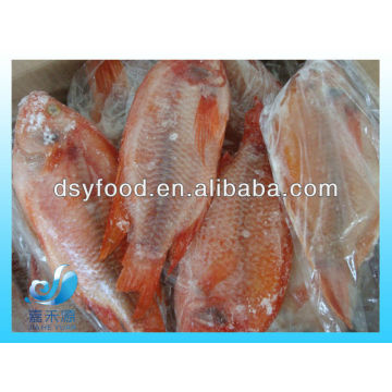 Tilapia rouge glacé entier rond